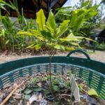 Garcinia mangostana-2