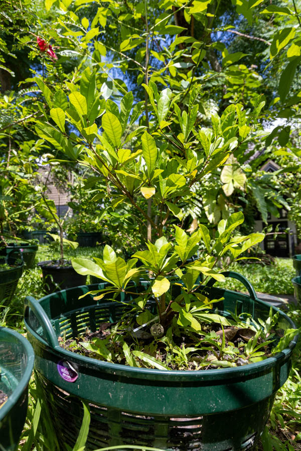 053 Garcinia mangostana – Mangosteen (มังคุด) 13 Garcinia mangostana – Mangosteen (มังคุด), Thai medicinal fruit tree with thick glossy leaves and purple fruit.