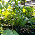 075 Garcinia mangostana – Mangosteen (มังคุด / Mangkhut) 2 Garcinia mangostana – Mangosteen (มังคุด), young Thai medicinal tree with glossy green leaves and upright stem.