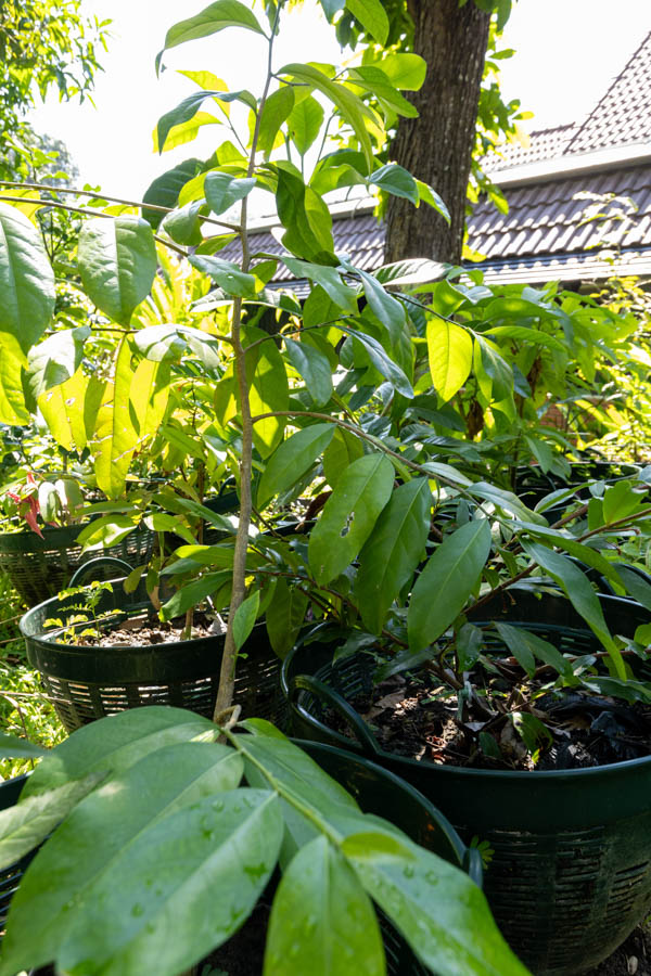 075 Garcinia mangostana – Mangosteen (มังคุด / Mangkhut) 9 Garcinia mangostana – Mangosteen (มังคุด), young Thai medicinal tree with glossy green leaves and upright stem.