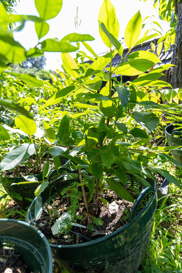 086 Garcinia mangostana – Mangosteen (มังคุด / Mangkhut) 5 Garcinia mangostana – Mangosteen (มังคุด), young Thai medicinal tree with glossy green leaves, cultivated for antioxidant-rich fruit.