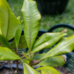 Garcinia mangostana-3