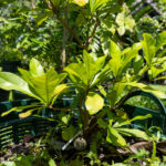 053 Garcinia mangostana – Mangosteen (มังคุด) 3 Garcinia mangostana