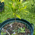 Garcinia mangostana_