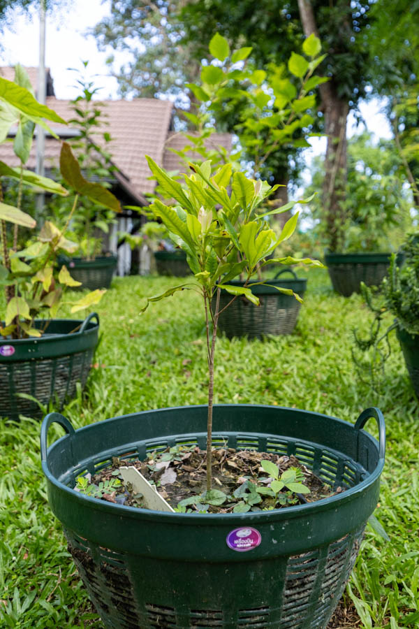 Thai Medicinal Herb Garden Plant Index | Kamala Beach Estate 5 Garcinia mangostana – Mangosteen (มังคุด), Thai medicinal tree with glossy green leaves and young reddish shoots.