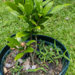 Gardenia jasminoides