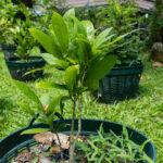 Gardenia jasminoides-2