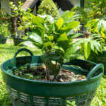 037 Gardenia jasminoides – Cape Jasmine 2 Gardenia jasminoides – Cape Jasmine (พุดซ้อน), Thai medicinal shrub with glossy green leaves and aromatic white flowers.