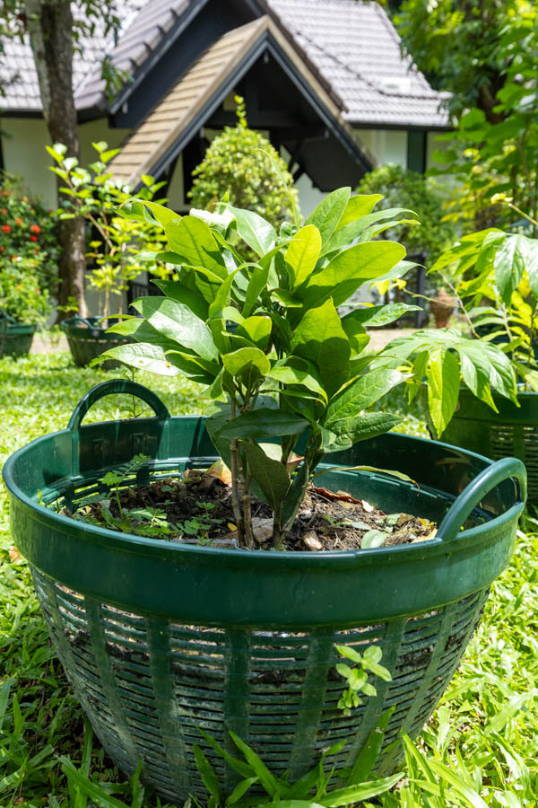 037 Gardenia jasminoides – Cape Jasmine 38 Gardenia jasminoides – Cape Jasmine (พุดซ้อน), Thai medicinal shrub with glossy green leaves and aromatic white flowers.