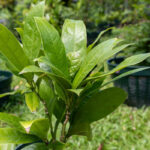 Gardenia jasminoides-3