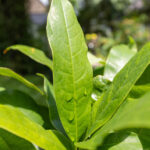 037 Gardenia jasminoides – Cape Jasmine 1 Gardenia jasminoides-3