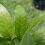 Gardenia jasminoides-4