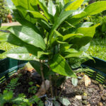 037 Gardenia jasminoides – Cape Jasmine 3 Gardenia jasminoides