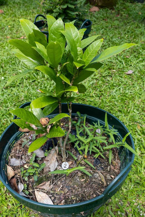 Thai Medicinal Herb Garden Plant Index | Kamala Beach Estate 2 Gardenia jasminoides – Cape Jasmine (พุด), Thai medicinal and ornamental shrub with glossy green leaves and white fragrant flowers