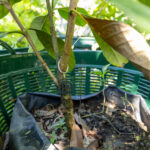 082 Gardenia sootepensis – Golden Gardenia (พุดจีบเหลือง) 3 Gardenia sootepensis