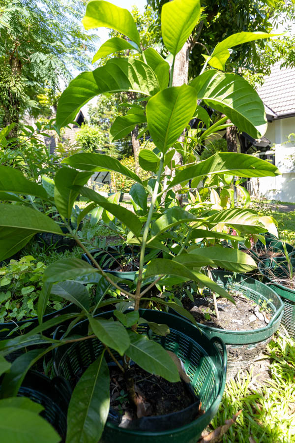 082 Gardenia sootepensis – Golden Gardenia (พุดจีบเหลือง) 21 Gardenia sootepensis – Golden Gardenia (พุดจีบเหลือง), Thai medicinal tree with glossy green leaves and fragrant yellow flowers.