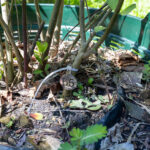 065 Gymnanthemum amygdalinum – Bitter Leaf (ผักขม / Phak Khom) 3 Gymnanthemum amygdalinum
