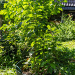 Gymnanthemum amygdalinum – Vernonia (หนาดงวงช้าง), Thai medicinal shrub with serrated green leaves used for detox and blood cleansing.