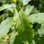 Gymnanthemum amygdalinum-3