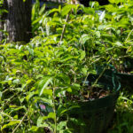 Gymnanthemum extensum – Bitter Leaf Tree (หนาดใหญ่หลวง), Thai medicinal plant with glossy green leaves used for diabetes and detox remedies.