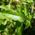 Gymnanthemum extensum-3