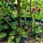 051 Gymnema inodorum – Bitter Leaf (ผักเชียงดา) 3 Gymnema inodorum