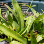 Hedyotis corymbosa-3