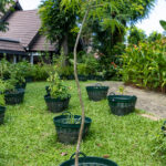 Jatropha multifida-2