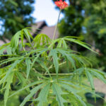 Jatropha multifida – Coral Plant (ปัตตาเวีย), tropical medicinal shrub with deeply lobed leaves and bright red coral-like flowers.