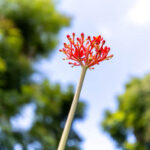Jatropha multifida – Coral Plant (ปัตตาเวีย), tropical medicinal shrub with deeply lobed leaves and bright red coral-like flowers.
