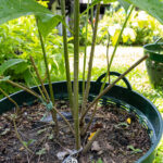 039 Justicia gendarussa – Willow-Leaved Justicia 3 Justicia gendarussa