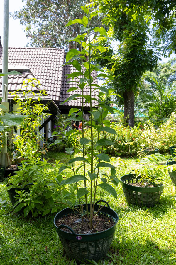 039 Justicia gendarussa – Willow-Leaved Justicia 30 Justicia gendarussa – Willow-Leaved Justicia (เสลดพังพอนตัวผู้), tall Thai medicinal herb with slender green stems and lanceolate leaves.