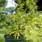 Justicia gendarussa – Willow-leaved Justicia (เสลดพังพอนตัวเมีย), Thai medicinal plant with long narrow leaves and purple stems.