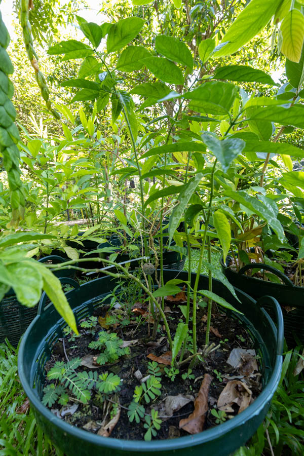 059 Justicia gendarussa – Willow-leaved Justicia (เสน่ห์จันทร์แดง) 29 Justicia gendarussa – Willow-leaved Justicia (เสน่ห์จันทร์แดง), Thai medicinal plant with narrow, glossy green leaves.