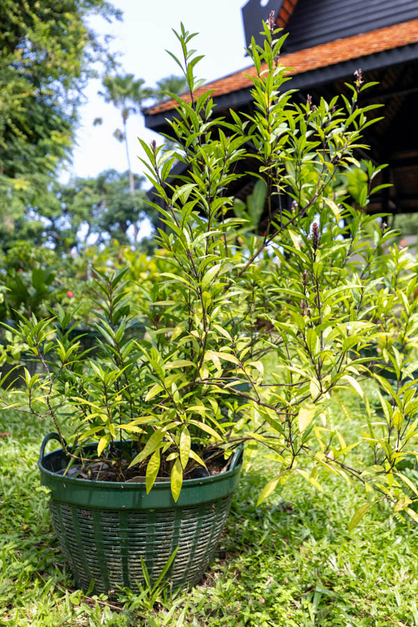 Thai Medicinal Herb Garden Plant Index | Kamala Beach Estate 8 Justicia gendarussa – Willow-leaved Justicia (เสลดพังพอนตัวเมีย), Thai medicinal plant with long narrow leaves and purple stems.
