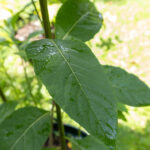 039 Justicia gendarussa – Willow-Leaved Justicia 1 Justicia gendarussa-3