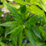 Justicia gendarussa-3