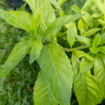 044 Justicia gendarussa – Willow-leaved Justicia 1 Justicia gendarussa-3