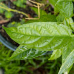 059 Justicia gendarussa – Willow-leaved Justicia (เสน่ห์จันทร์แดง) 1 Justicia gendarussa-3