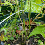 059 Justicia gendarussa – Willow-leaved Justicia (เสน่ห์จันทร์แดง) 3 Justicia gendarussa