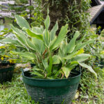 Kaempferia galanga – Aromatic Sand Ginger (เปราะหอม), Thai medicinal plant with broad variegated leaves and aromatic rhizomes.