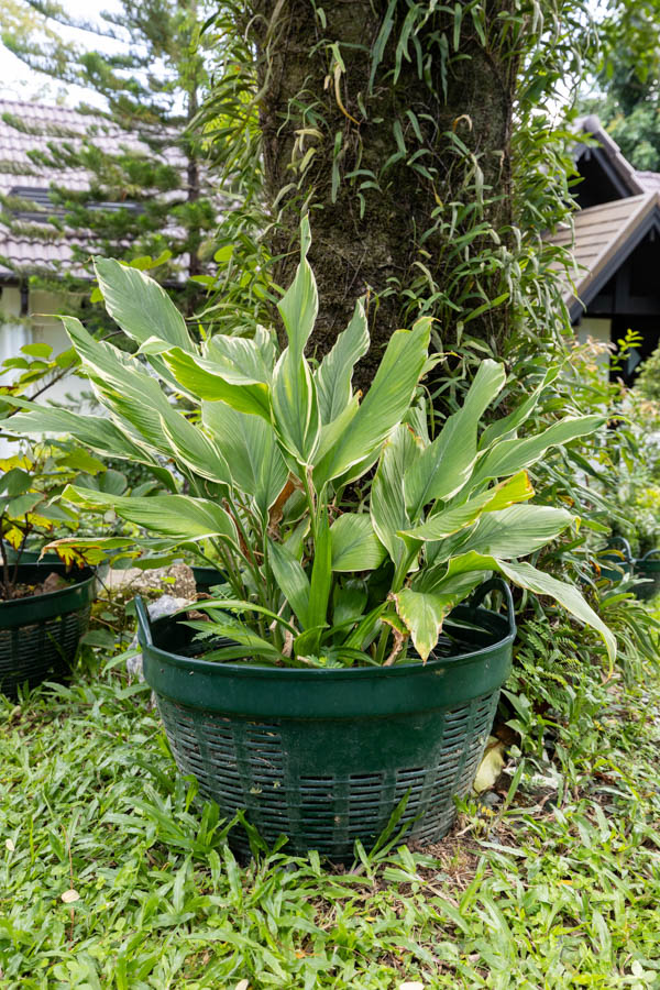 031 Kaempferia galanga – Aromatic Sand Ginger 22 Kaempferia galanga – Aromatic Sand Ginger (เปราะหอม), Thai medicinal plant with broad variegated leaves and aromatic rhizomes.