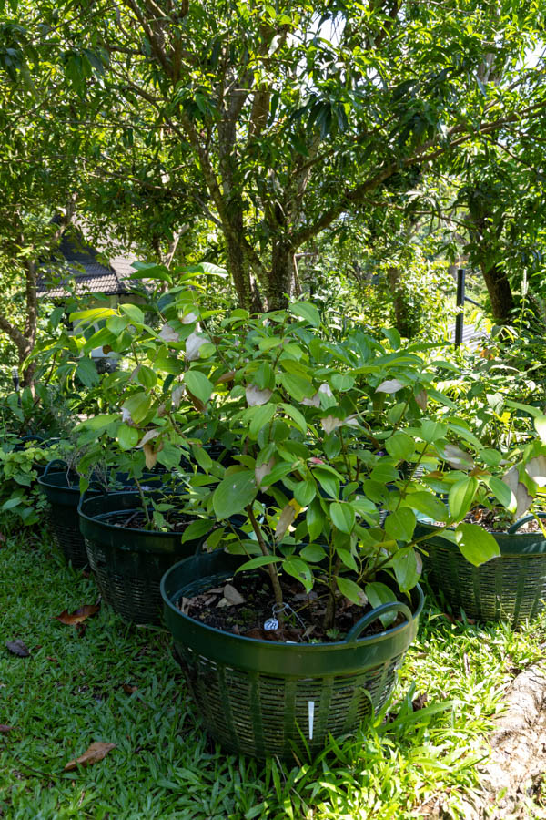 078 Melastoma malabathricum – Indian Rhododendron (ช้าพลู / Cha Phlu) 37 Melastoma malabathricum – Indian Rhododendron (ช้าพลู), Thai medicinal shrub with oval green leaves and distinctive parallel veins.