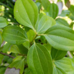 078 Melastoma malabathricum – Indian Rhododendron (ช้าพลู / Cha Phlu) 1 Melastoma malabathricum-3