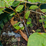 043 Mitragyna speciosa – Kratom 3 Mitragyna speciosa
