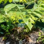 038 Mitragyna speciosa – Kratom 1 Mitragyna speciosa