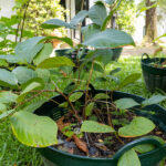 043 Mitragyna speciosa – Kratom 2 Mitragyna speciosa – Kratom (กระท่อม), young Thai medicinal tree with broad glossy leaves.
