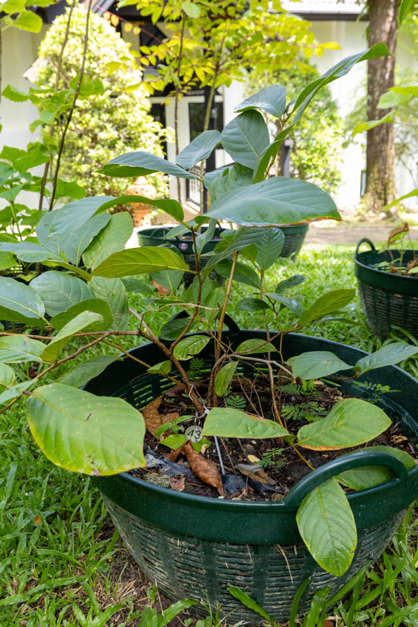 043 Mitragyna speciosa – Kratom 13 Mitragyna speciosa – Kratom (กระท่อม), young Thai medicinal tree with broad glossy leaves.