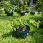 038 Mitragyna speciosa – Kratom 3 Mitragyna speciosa – Kratom (กระท่อม), Thai medicinal tree with large glossy leaves used for natural pain relief and energy balance
