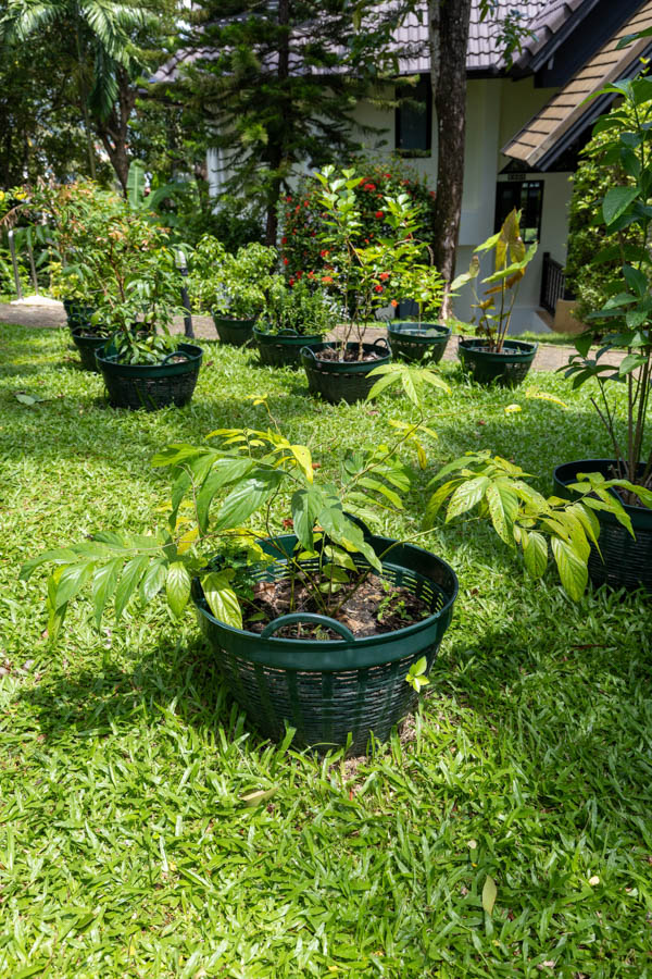 038 Mitragyna speciosa – Kratom 34 Mitragyna speciosa – Kratom (กระท่อม), Thai medicinal tree with large glossy leaves used for natural pain relief and energy balance